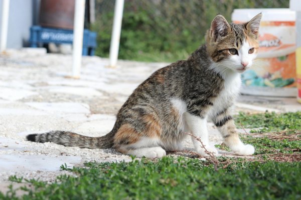 Comment créer un environnement de jeu enrichissant pour un groupe de souris?