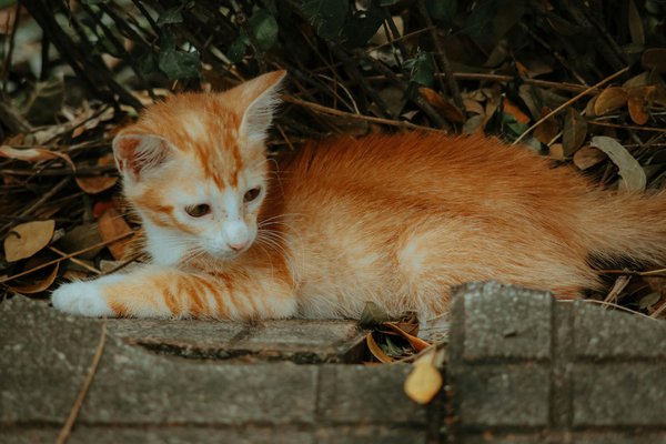 Comment choisir le meilleur bac � liti�re pour un chat de race Singapura ?