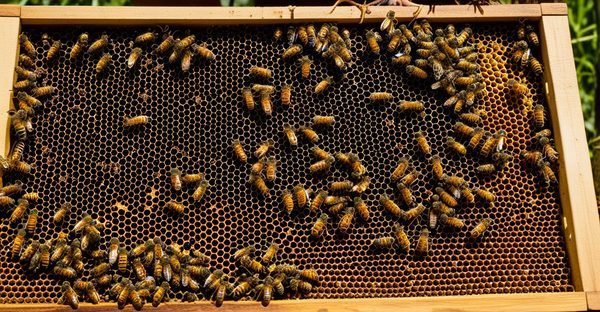 Les indispensables du matériel d'apiculteur pour tous les niveaux