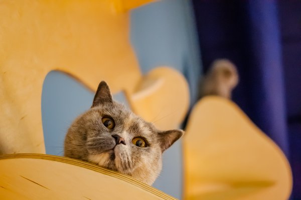 Crémation chat : options et conseils pour un dernier hommage