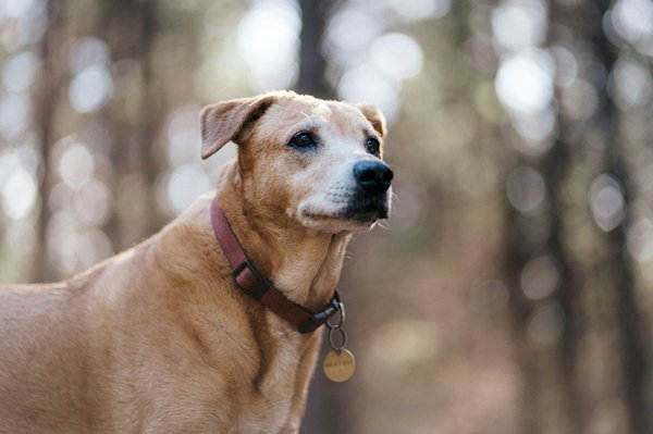 Améliorez le comportement de votre chien avec un expert